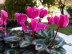 42 CICLAMINI 42 CICLAMINI