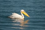 Pellicano
