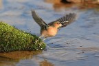 Fringuello (Fringilla coelebs) Fringuello (Fringilla coelebs)