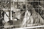 scattata pochi minuti fa... cosa ne pensate? questa bellissima bestiola si trova nei pressi del circo di Montecarlo.

ciao a tutti.
