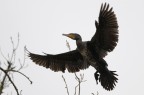 Cormorano Cormorano