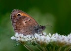 Coenonypha pamphilus Coenonypha pamphilus