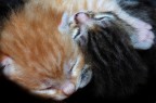 Yin & Yang Yin & Yang