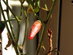 il peperoncino che ho sul terrazzo di casa 
foto fatta totalmente in manuale compreso la messa a fuoco