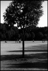 Tree Tree