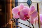 Orchidea 2 Orchidea 2