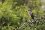 Striated heron Striated heron