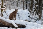 lince lince