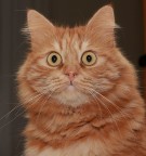 Il mio leone Il mio leone