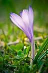 il piccolo fiore il piccolo fiore