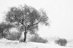 Ulivo nella neve Ulivo nella neve