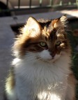 Gattone Gattone