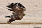 Ops si parte (aquila delle steppe) Ops si parte (aquila delle steppe)