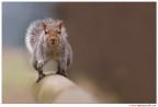 The last squirrel The last squirrel