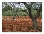 Terra rossa e ulivi Terra rossa e ulivi