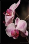 Orchidea 3 Orchidea 3