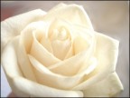 La Rosa Bianca La Rosa Bianca