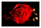...rosa... ...rosa...