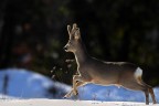 Run to the light...(Capriolo) Run to the light...(Capriolo)