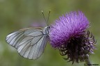 Aporia crataegi