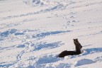 Il solitario Il solitario