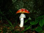 amanita muscaria amanita muscaria