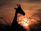 Giraffa al tramonto Giraffa al tramonto