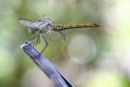 Libellula Libellula