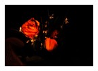....carezze rosa.... ....carezze rosa....