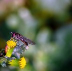 Oggi risotto alla milanese Oggi risotto alla milanese