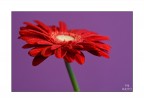 rosso sul viola rosso sul viola
