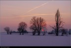 Alberi al tramonto