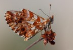 Melitaea atalia Melitaea atalia