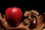 Macro Natura Morta