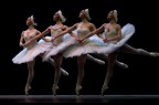 Dance of little swans Dance of little swans