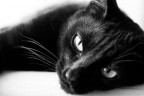 Chat Chat