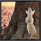 Scoiattolo # 11 Scoiattolo # 11