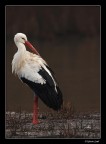 Ritratto di cicogna Ritratto di cicogna