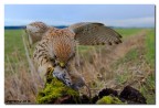 foto scattata con 20mm macchina e cavalletto posizionato a circa 80 cm  dal posatoio ben mimetizzata e scatto a distanza.consigli e critiche sono ben accetti