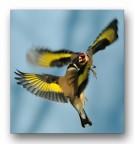 Cardellini Cardellini