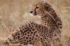 Ghepardo Ghepardo