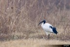 Ibis sacro Ibis sacro