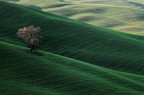 Alberello Alberello