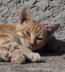 il mio gatto il mio gatto