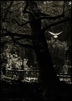 Dreaming Villa Borghese Dreaming Villa Borghese