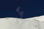 L'albero e la Luba