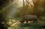 Rino all'alba