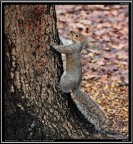 Scoiattolo # 15 Scoiattolo # 15