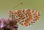 Melitaea didyma Melitaea didyma