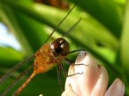 Libellula Libellula
